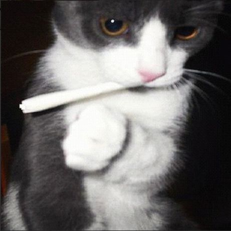 <b>With their little paws, these kitties are grinding herb, rolling spliffs, and getting baked.</b> Thank you, people of Instagram, for this important documentation. A Black, Light Up, On Twitter, Twitter, White, Instagram, Black