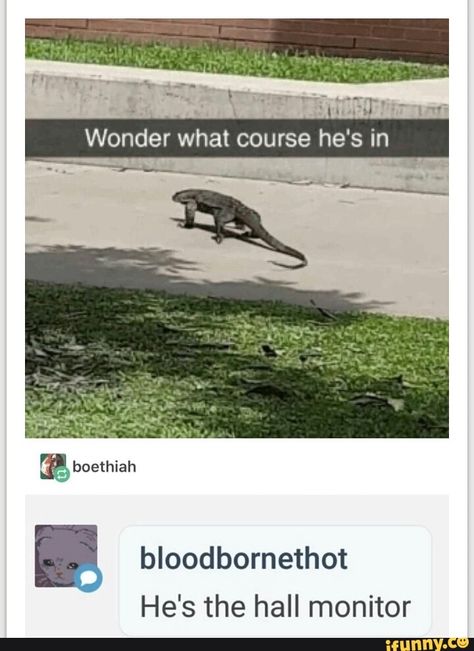 Face Palm, Rabbit Cages, Cute Reptiles, Memes Hilarious, The Hours, What’s Going On, Animal Memes, Tumblr Funny, Bones Funny