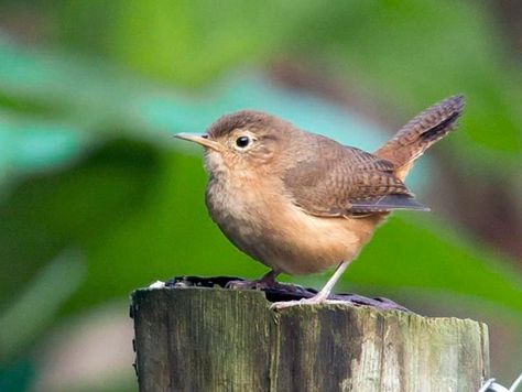 House Wren Identification, All About Birds, Cornell Lab of Ornithology Northern House, Baby Cardinals, House Wren, Cozumel Island, Brown Bird, Backyard Birds, Cozumel, Wren, Bird Watching