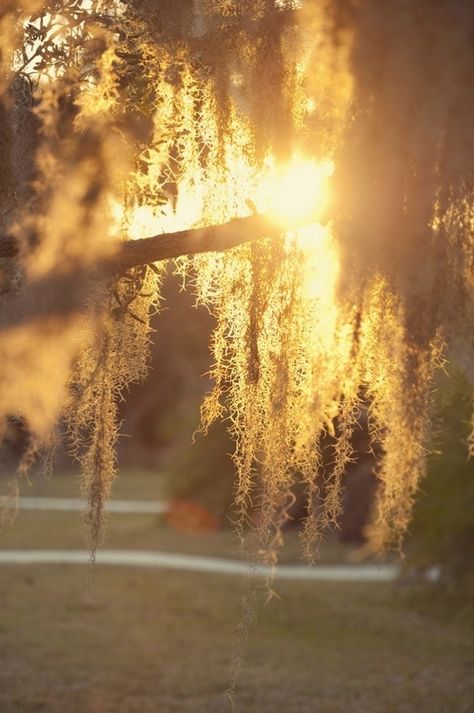 Spanish Moss Country Summer, Tree Swing, Weeping Willow, Spanish Moss, Summer Kitchen, Tree Hugger, Willow Tree, Real Couples, Southern Living