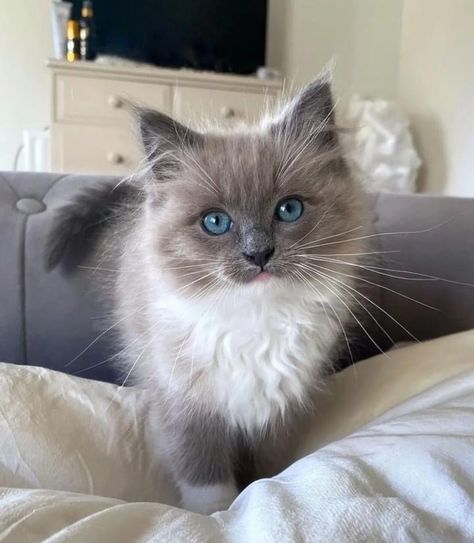 Blue Eyed Kitten, Gorgeous Cats, Cute Cats Photos, Pretty Animals, Fluffy Animals, Ragdoll Cat, Cat Aesthetic, Cute Animal Photos