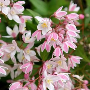 Deutzia Yuki Cherry Blossom Shrubs -  Garden Crossings Online Garden Center Fast Growing Flowers, Flower Dance, Gardening Trends, Garden Shrubs, Ground Cover Plants, Small Bouquet, Flowering Shrubs, Cherry Blossom Tree, Garden Care