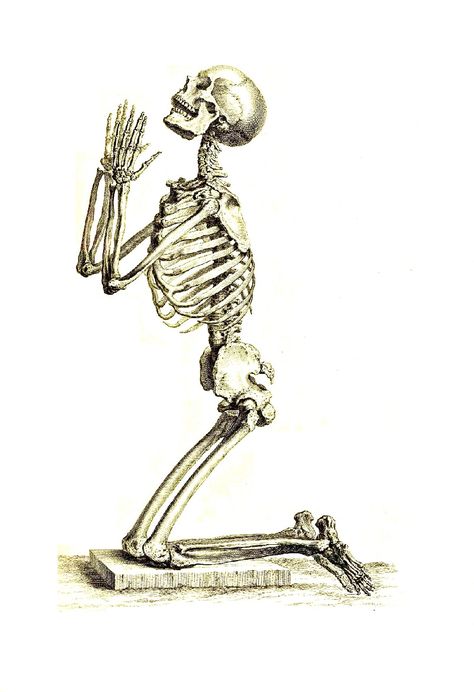 vintage Halloween skeleton praying Skeleton Sitting In Chair Drawing, Skeleton Reaching Out, Skeleton Lying Down, Skeleton Looking Up, Vintage Skeleton, Skeleton Laying Down, Women Skeleton, Skeleton Drawings, Vintage Halloween Images