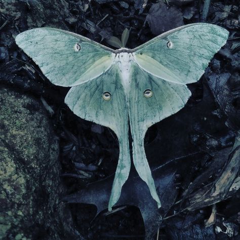 Moth Goddess, Moth Lady, Luna Moth Aesthetic, Moth Pfp, Moths Aesthetic, Moth Aesthetic, Giant Moth, Lunar Moth, Moon Moth