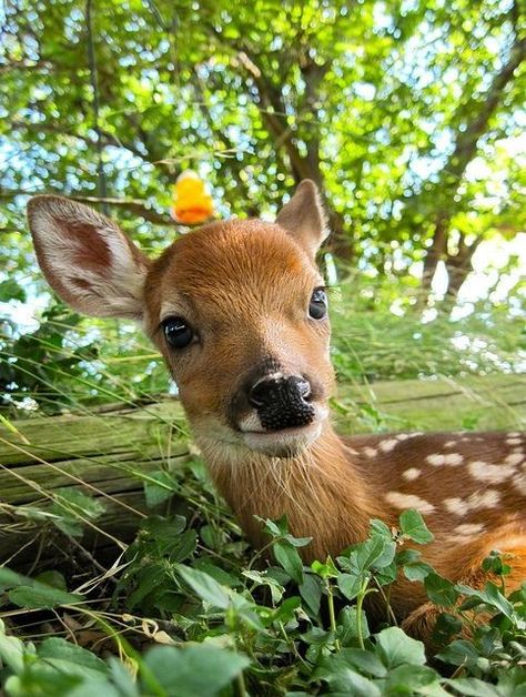 Baby Deer, Deer