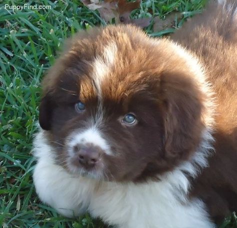 brown n white newfoundland puppy | Products I Love | Pinterest Brown Newfoundland Dog, Newfoundland Puppy, Tips For Dogs, Newfoundland Puppies, Newfoundland Dogs, Products I Love, American Cocker Spaniel, Newfoundland Dog, Incredible Creatures