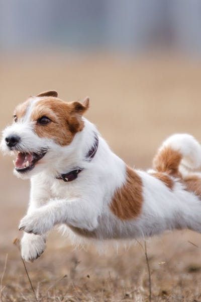 How Fast Can Dogs Run? #running #dogs #fastdogs Dog Running Reference, Running Animals, Animal Running, Puppy Running, Dog Breeds Chart, Dogs Running, Dog Jumping, Dog Training School, Dog Run