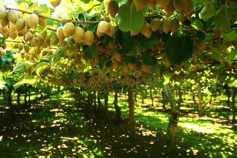 Kiwi tree. Kiwis ready to pick up in a tree , #AFF, #tree, #Kiwi, #Kiwis, #pick, #ready #ad Kiwi Tree, Kiwi Berries, Fruits Images, Tree Photo, Kiwi Fruit, Photo Tree, Fruits And Veggies, Hanging Plants, Fruit Trees