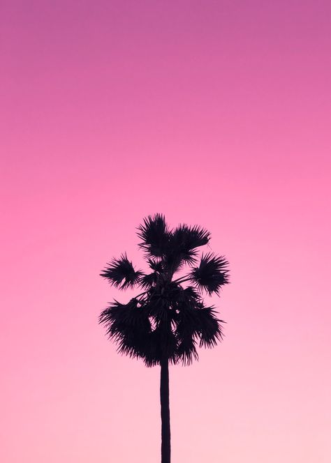 Download this photo by Akshay Vishwakarma on Unsplash Iphone Background Pink, Aesthetics Pink, Phone Wallpaper Pastel, Pink Palm Tree, Palm Trees Wallpaper, Pink Skies, Phone Wallpaper Pink, Iphone Wallpaper Sky, Abstract Iphone Wallpaper