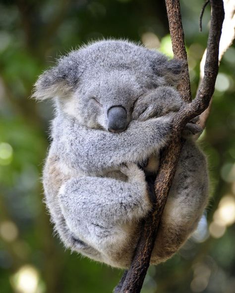 Koala Drawing, Sleeping Animals, Baby Koala, Koala Baby, Australian Animals, Animal Facts, Animal Planet, Koala Bear, Animal Photo