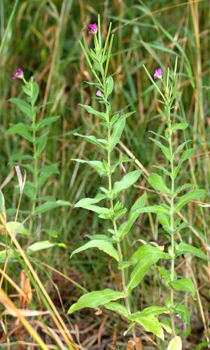 Willow Herb, Long White Hair, Invasive Plants, Plant Covers, Tall Flowers, Wildlife Habitat, Tall Plants, Aquatic Plants, Beautiful Gardens