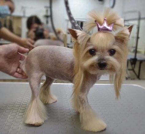 Best Yorkie Haircuts for Females (20 Pictures) - The Paws Yorkie Haircuts Female, Yorkie Long Hair, Haircuts For Females, Yorkie Haircut, Yorkie Hair, Yorkshire Terrier Grooming, Yorkie Cuts, Yorkie Hairstyles, Yorkie Haircuts