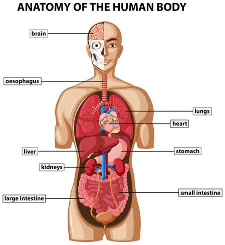 Diagram showing anatomy of human body with names Human Organ Diagram, Body Organs Diagram, Anatomy Body Parts, Human Anatomy Chart, Anatomy Of Human, Human Body Diagram, Human Anatomy Model, Anatomy Organs, Free Human Body