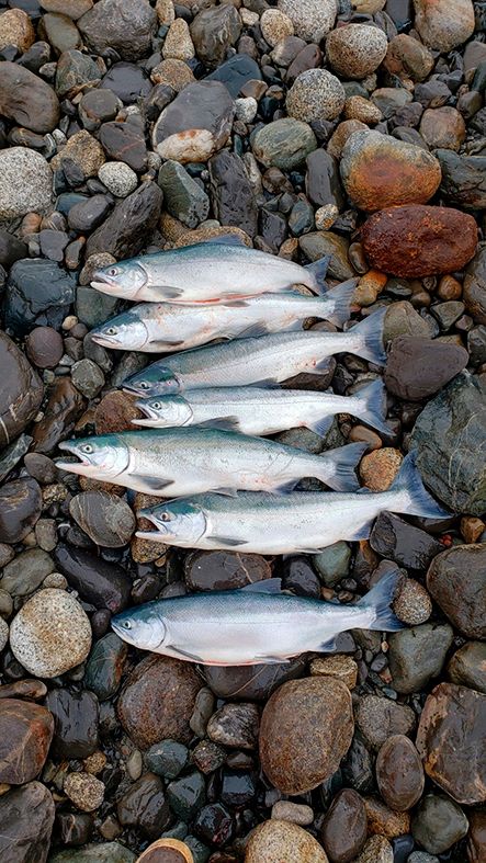 "...we count the Sockeye and Chinook salmon as they head up river. The data we collect is used for the in-season management of the commercial fishing fleet that targets these species." - Iris Fletcher, ADFG Salmon Pictures, Copper River Salmon, Fantasy Journal, Chinook Salmon, River Fish, Felting Inspiration, Commercial Fishing, Seasonal Jobs, Wild Caught Salmon