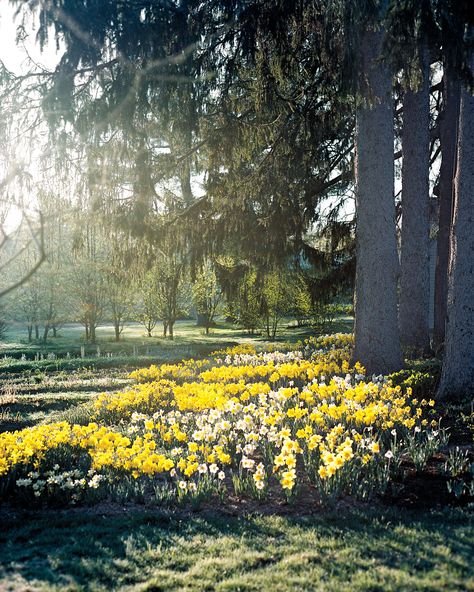 Daffodil Planting, Planting Daffodil Bulbs, Trees And Flowers, Daffodil Bulbs, Planting Plan, Flower Farmer, Spring Bulbs, Top Soil, Fall Plants