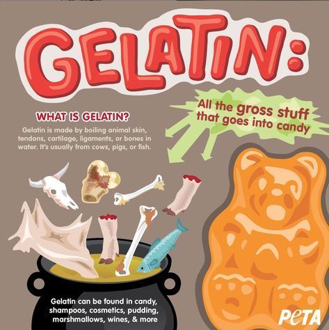 What is gelatin? Vegetarian Facts, Reasons To Go Vegan, Vegan Facts, How To Become Vegan, Vegan Memes, Vegan Candies, Vegan Quotes, Why Vegan, Going Vegetarian