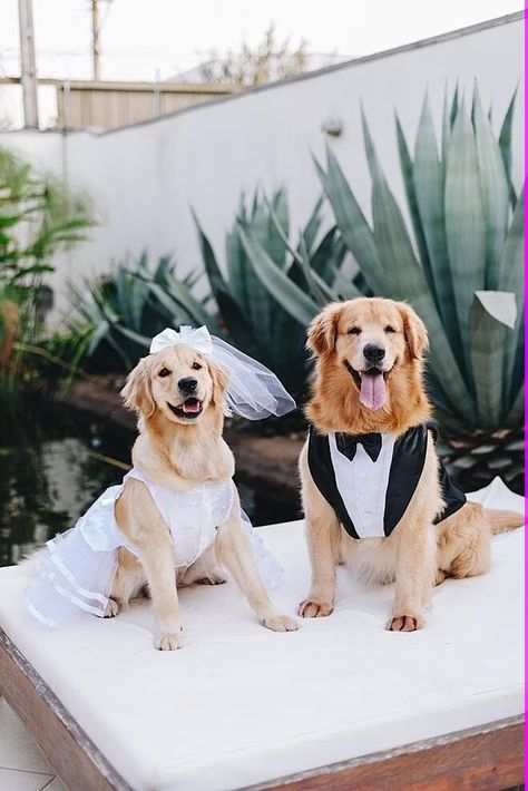 Australian Shepherd Wedding, Dog Beach Wedding, Wedding With Dogs In Them, Dogs Getting Married, Dog In Wedding Ideas, Dog Wedding Ideas, Golden Retriever Wedding, Dog At Wedding, Wedding Animals