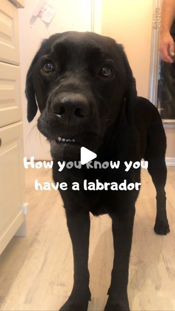 Black Lab Memes Funny, Black Labrador Aesthetic, Chocolate Lab Funny, Funny Labradors, Black Lab Funny, Baby Labrador, Labrador Retriever Funny, Funny Labs, Smart Dogs