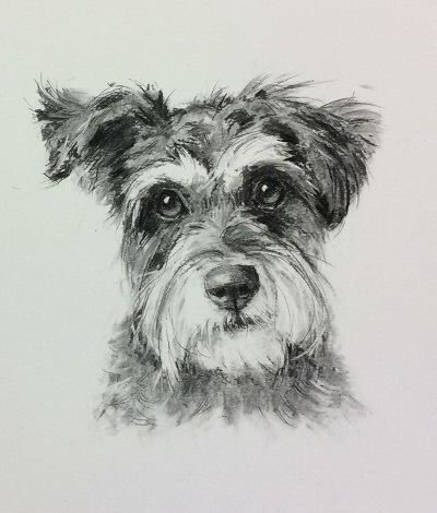 Schnauzer Art Painting, Schnoodle Tattoo, Nicky Litchfield Art, Schnoodle Drawing, Nicky Litchfield, Schnauzer Painting, Schnauzer Drawing, Schnauzer Art, Miniature Schnauzer Puppies