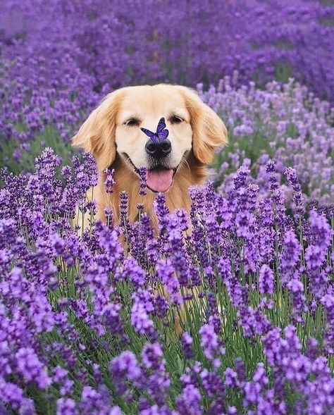 Natural Dog Food, Lavender Fields, Disney Animation, Beautiful Cats, Dog Training, A Dog, Funny Dogs, Beautiful Nature, Golden Retriever