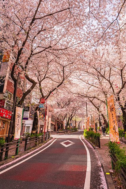 Tokyo Cherry Blossom Aesthetic, Cherry Blossom In Tokyo, Cherry Blossom Japan Photography, Cherry Blossom City, Japan Sakura Cherry Blossoms, Street With Trees, Tokyo Cherry Blossom, Cherry Blossom Aesthetic, Tokyo Sakura