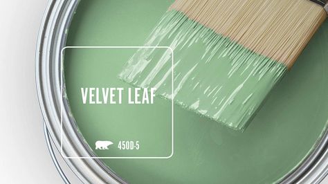 VELVET LEAF 450D-5 | Behr Paint Colors Green Paint Colors Behr, 2024 Colors, Cream Paint Colors, Behr Colors, Behr Paint Colors, Behr Paint, Kitchen Colour Schemes, Favorite Paint Colors, Green Paint Colors