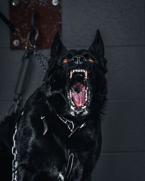 Dog Fangs Aesthetic, Scary Dogs Aesthetic, Dog Handler Aesthetic, Dogs Aesthetic Dark, Guard Dog Aesthetic, Dog Teeth Aesthetic, Dog Showing Teeth, Dog Snarling, German Shepherd Protection