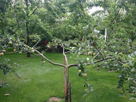 When To and How To Graft Fruit Trees - North 40 Blogs Tree Grafting, Grafting Fruit Trees, Backyard Orchard, Medicinal Wild Plants, Planting Fruit Trees, Grafting Plants, Fruit Bushes, Growing Trees, Growing Fruit Trees