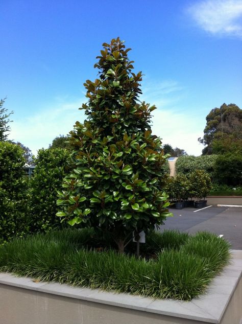 Trees Garden Ideas, Magnolia Tree Landscaping, Teddy Bear Magnolia, Feature Tree, Magnolia Grandiflora, Magnolia Gardens, Trees Garden, Front Garden Ideas, Magnolia Tree