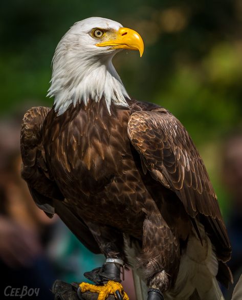 Drawing Eagle, Usa Government, Haliaeetus Leucocephalus, Aigle Royal, Tattoo Bird, Eagle Images, Eagle Painting, Eagle Wallpaper, Bird Quotes