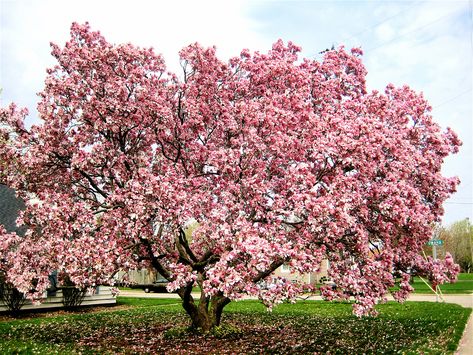 Magnolia Tree Japanese Magnolia Tree, Saucer Magnolia Tree, Japanese Magnolia, Pink Magnolia, Magnolia Tree, Edible Landscaping, Magnolia Trees, Garden Club, Blossom Trees