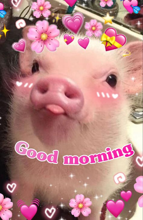 Cute Have A Good Day Images, Pig Good Morning, Good Morning Reaction Pic Funny, Good Morning Wholesome Pics, Good Morning Shawty, Hello Funny Pictures, Good Morning Mood Pics, Reaction Pictures Wholesome, Morning Reaction Pics