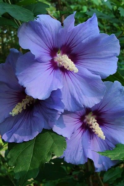 Wilson Bros Gardens   The truest blue flowers of any Rose of Sharon! Hibiscus Shrub, Hardy Hibiscus, Purple Hibiscus, Hibiscus Plant, Flower Bedding, Rose Of Sharon, Flower Therapy, Flowering Shrubs, Purple Rose