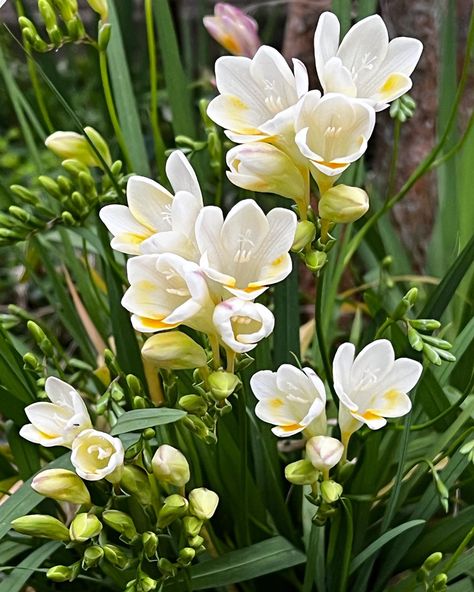 Freesia Flower, Freesia Flowers, Diy Crafts Paper Flowers, Apple Blossom, Pretty Flowers, Paper Flowers, Blossom, Art Reference, Paper Crafts