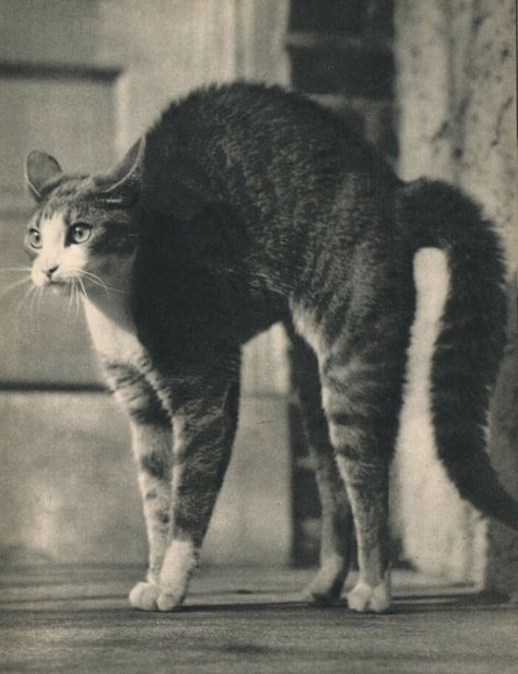 New Of The Best Photos Shared By This Twitter Account That Collects Historic Photographs Of Cats With Their Stories Cat Meeting, Scary Cat, Angry Cat, Cat Pose, Old Cats, Cat People, Caravaggio, Vintage Cat, Cat Photo