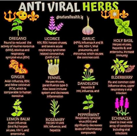 Herbs For Women Health, Antiviral Herbs, Herb Uses, Native American Herbs, Medicinal Herb Garden, Herbal Education, Herbal Medicine Recipes, Herbal Remedies Recipes, Medicinal Herbs Garden