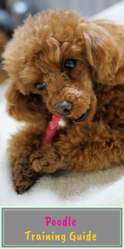 Poodles are considered among the most intelligent and easily trained of all dogs. Generally, this breed is alert, cheerful, and willing to learn, so most owners have found that basic obedience training and house training come without a lot of difficulty. There seems to be little difference in temperament between male and female, though each dog, of course, is an individual #dogtrainingguide #poodle Shaved Poodle, Dog Training Tricks, Miniature Poodle Black, Poodle Training, Dogs Ideas, Cool Dog Collars, Poodle Haircut, Toy Poodles, Poodle Grooming