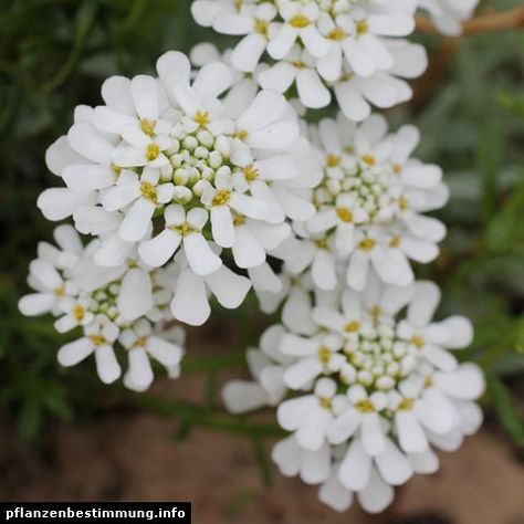 Candytuft: Iberis sempervirens Iberis Sempervirens, House Front Garden, Flower Carnation, South Europe, Canna Lily, Cardinal Flower, California Poppy, Amaranth, Baby's Breath