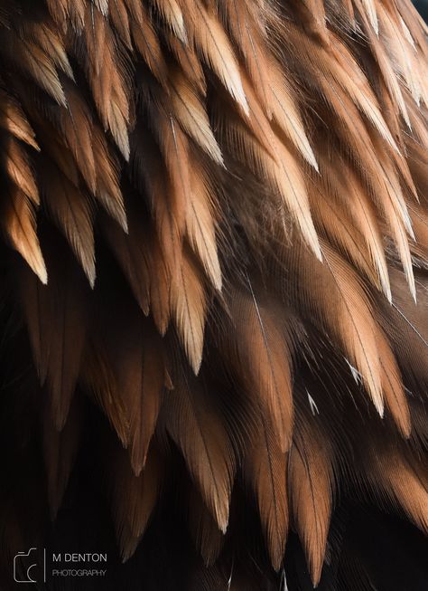 Feathers Aesthetic, Eagle Feather, Feather Wings Aesthetic, Feathers Texture, Feathers Close Up, Owl Feathers Aesthetic, Golden Eagle Feather, Feathers, Feather Texture