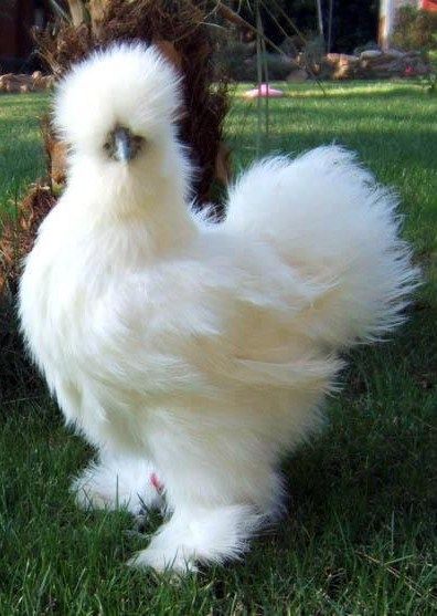 Most Beautiful White Silkie Bantam Chickens and Baby White Chicken, Chicken, Green, White