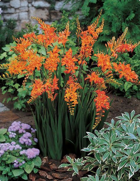 Crocosmia (Montbretia) These are very easy to grow. The orange flowers are trumpet shaped and appear alternately along the stems. The leaves are long and narrow. This is one of the few summer flowers that are not eaten by the deer. Flower Bulbs, Fire Flower, Have Inspiration, Garden Cottage, Outdoor Plants, Dream Garden, Orange Flowers, Summer Flowers, Flower Beds