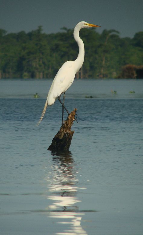 Lake Martin Great Egret, Louisiana. Great Egret Tattoo, Egrets Painting, Egret Tattoo, Louisiana Birds, Bird In Water, Wild Birds Photography, Abstract Painting Acrylic Modern, Heron Art, Regnul Animal