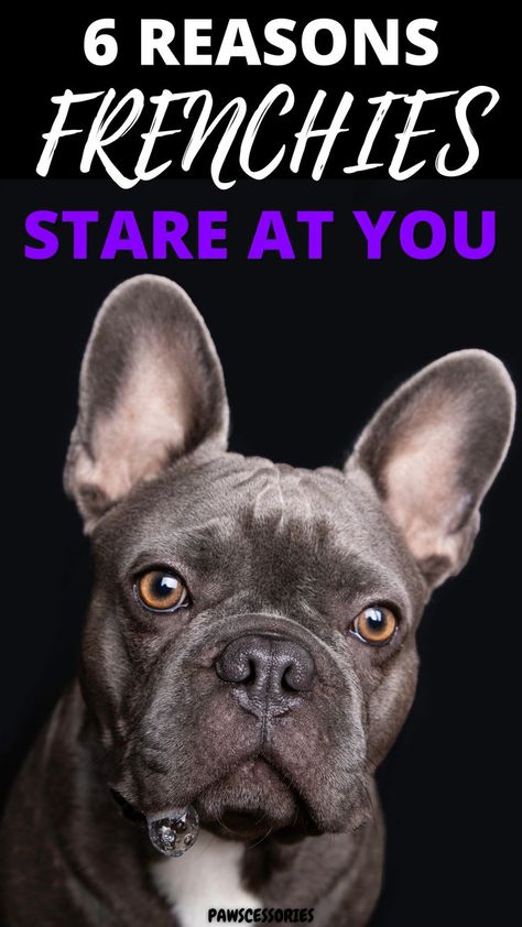 Sometimes you’ll notice your french bulldog staring at you and it may start to weird you out. They’ve been staring for almost a minute without moving, what on earth are they doing? Is it normal for french bulldogs to stare at you for so long? Do they just love you? In this post you’ll discover, 7 surprising reasons why french bulldogs stare at you (#3 is fascinating!), how to reduce unwanted staring, where they learned the behavior in the first place, and more! Baby French Bulldog, French Bulldog Breed, Toy Bulldog, French Bulldog Facts, Best Car Seats, Frenchie Bulldog, Boston Terrier Love, French Bulldog Dog, Staring At You