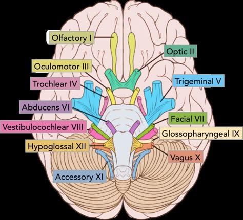 Cranial Nerves Anatomy, Cranial Nerves Mnemonic, Nerve Anatomy, Sistem Saraf, Brain Surgeon, Basic Anatomy And Physiology, Medical Student Study, Nursing School Survival, Brain Anatomy