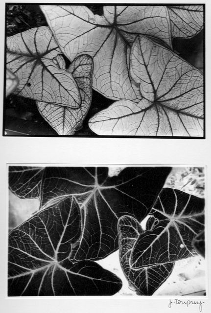 b&w film photo | positive & negative leaves Positive And Negative Photography, Photo Negatives Photography, Fall Leaves Photography, Negative Photography, Negative Photo, Shadow Plants, Photo Negative, Leaf Photography, Autumn Leaves Photography