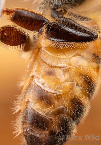 Honey Bees & Beekeeping - Alex Wild Photography Apis Mellifera, Bee Artwork, Bee Images, Wild Photography, Bee Keeper, Bio Art, Honey Bees, Texas Usa, Explore Nature