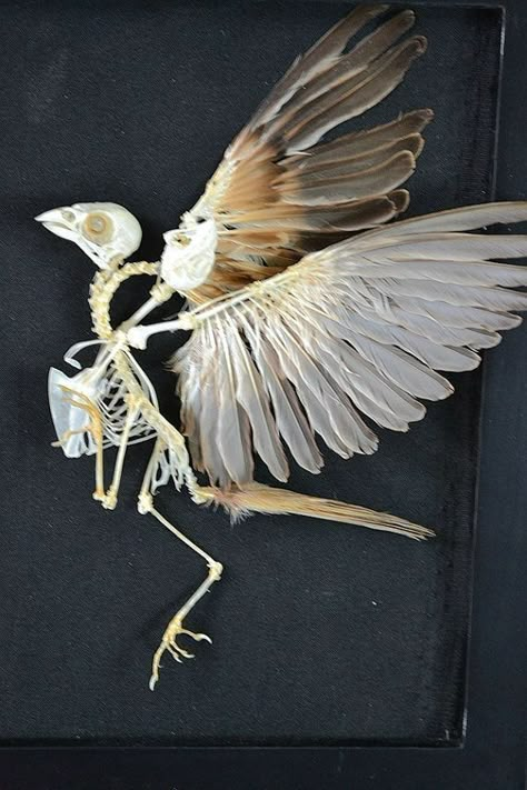 Sleep Painting, Bird Skeleton, Bird Anatomy, Bird Bones, Bird Taxidermy, Skull Reference, Skeleton Anatomy, Skeleton Drawings, Animal Skeletons