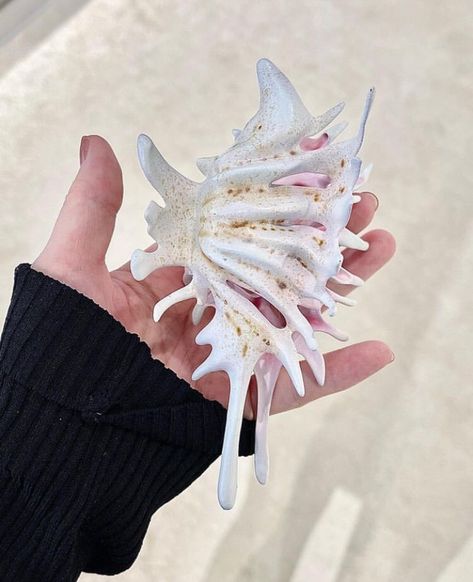 gastt Fashion on Twitter: "Shell Hair Clip by YVMIN. https://t.co/Y424VLpHGb" / Twitter Mermaid Aesthetic, Claw Clips, Moda Vintage, Hair Claws & Clips, Dream Jewelry, Cute Fits, Hair Claw, Cute Jewelry, Hair Jewelry