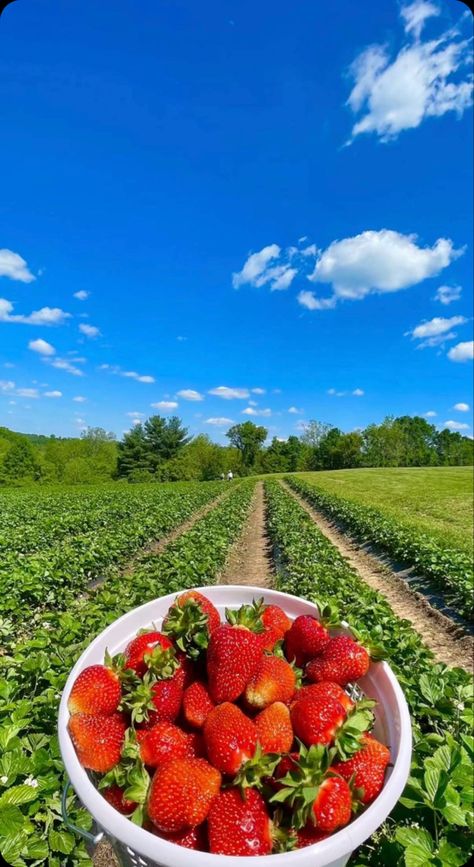 Cottage Photography, Iran Pictures, Strawberry Farm, Peach Wallpaper, Frame Border Design, Artsy Photos, Strawberry Patch, Summer Jobs, Fruit Photography