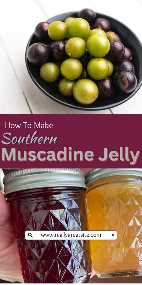 Muscadine Jelly Recipe, Muscadine Recipe, Muscadine Jelly, Southern United States, Canning Peaches, How To Make Jelly, Grape Jam, Grape Recipes, Jelly Recipe